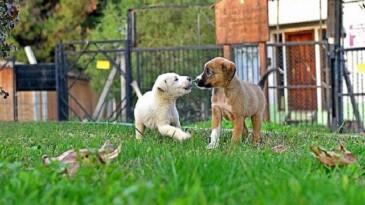 Osmangazi Belediyesi Can Dostların Umudu Oluyor