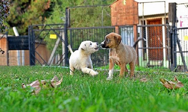 Osmangazi Belediyesi Can Dostların Umudu Oluyor