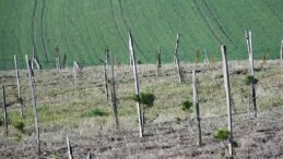 3 yılda 7 bin 761 fidan dikildi