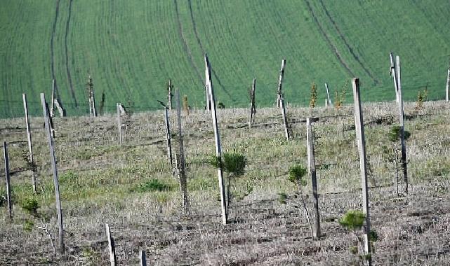 3 yılda 7 bin 761 fidan dikildi
