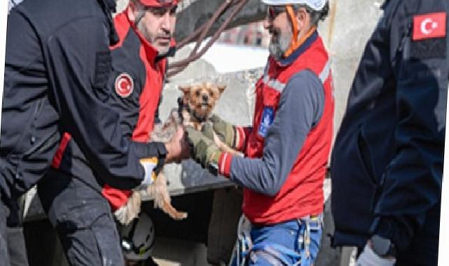 Afetzede hayvanlar için ilçelere arama kurtarma eğitimi