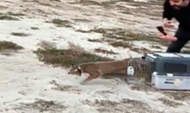 Ağır yaralı bulundu, sağlıklı halde tabiata salındı