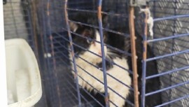 Ağva Deresi’nde mahsur kalan kedi kurtarıldı