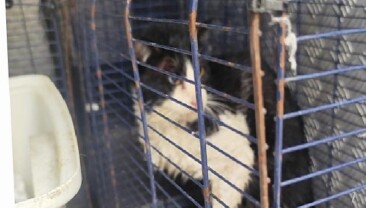 Ağva Deresi’nde mahsur kalan kedi kurtarıldı