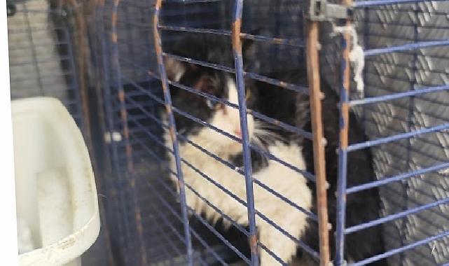 Ağva Deresi’nde mahsur kalan kedi kurtarıldı