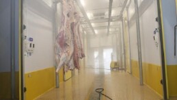 Büyükşehir Mezbahası’nda hijyenik ve helal kesim