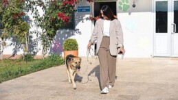 Can dostlar yeni yuvalara sahiplendiriliyor