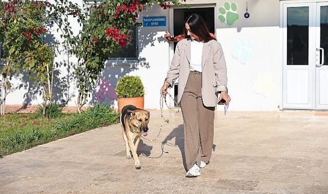 Can dostlar yeni yuvalara sahiplendiriliyor