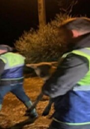 Canlar için Büyükşehir gruplarının özverili eforu