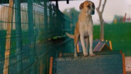 Didim Belediyesi’nden can dostlara sevgiyle hizmet