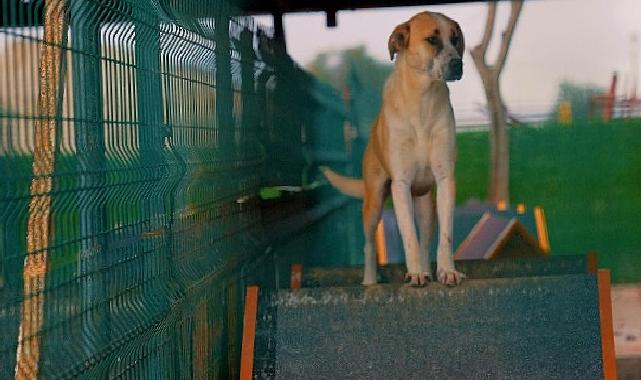 Didim Belediyesi’nden can dostlara sevgiyle hizmet