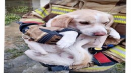 İzmir İtfaiyesi tüm canlıların imdadına yetişiyor