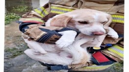 İzmir İtfaiyesi tüm canlıların imdadına yetişiyor