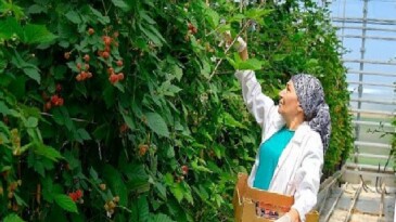 Seralarda sel felaketine Elara Tarım’dan dirençli tahlil