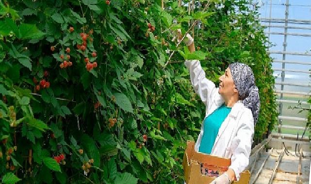 Seralarda sel felaketine Elara Tarım’dan dirençli tahlil