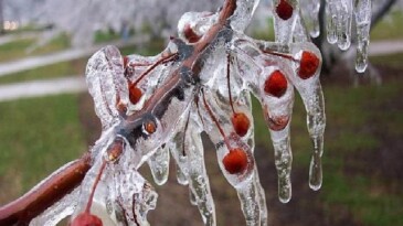 Zirai Don İçin Riskli Periyot Yaklaşıyor