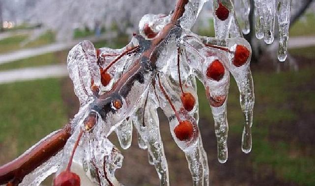 Zirai Don İçin Riskli Periyot Yaklaşıyor