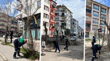 Ağaç Budama Çalışmaları Sürüyor