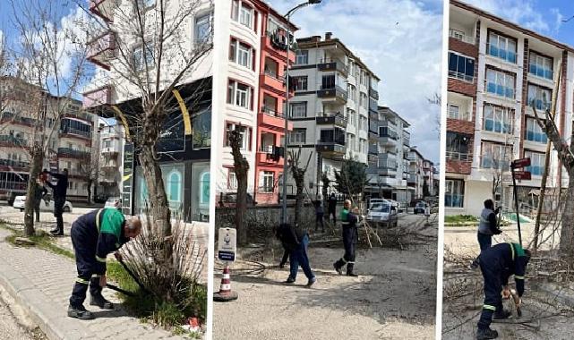 Ağaç Budama Çalışmaları Sürüyor