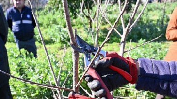 ATASEM’de uygulamalı ağaç budama eğitimi