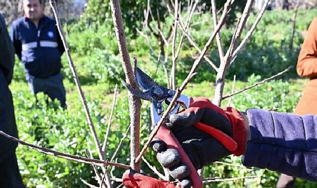 ATASEM’de uygulamalı ağaç budama eğitimi