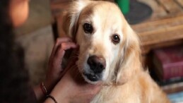 Boehringer Ingelheim’dan Global Araştırma