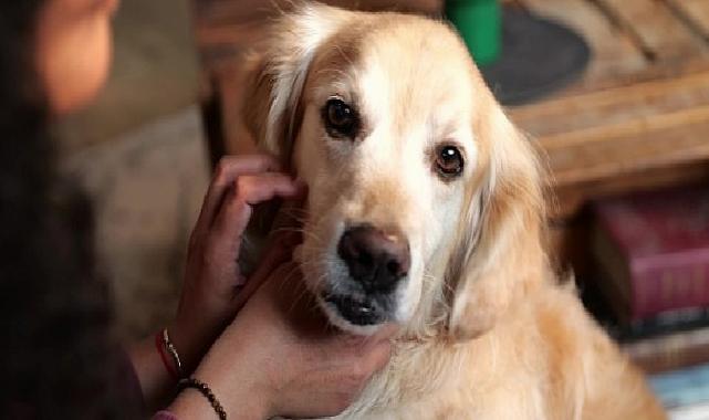 Boehringer Ingelheim’dan Global Araştırma