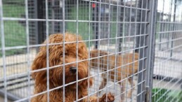 Buca’nın can dostlarına “beş yıldızlı” bakım