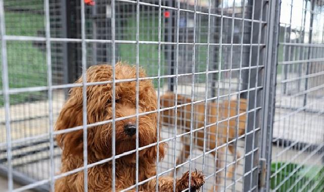 Buca’nın can dostlarına “beş yıldızlı” bakım