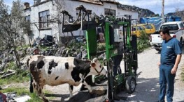 Büyükşehir’den Gündoğmuşlu üreticilere tırnak bakım takviyesi