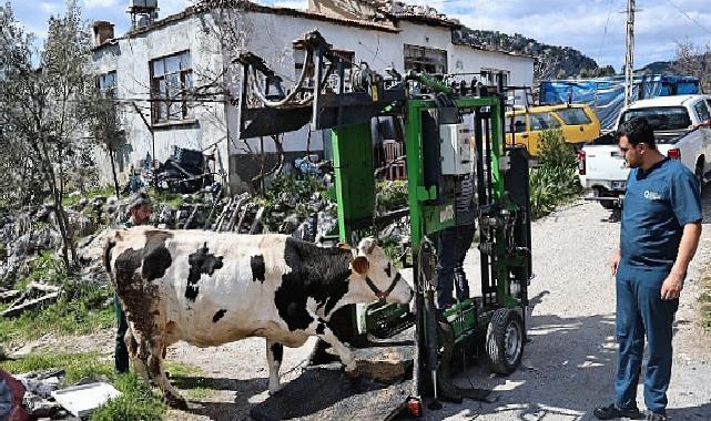 Büyükşehir’den Gündoğmuşlu üreticilere tırnak bakım takviyesi