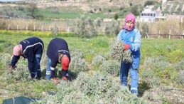 Didim Belediyesi’nden ‘Üreten Belediyecilik’ Uygulaması