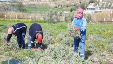 Didim Belediyesi’nden ‘Üreten Belediyecilik’ Uygulaması
