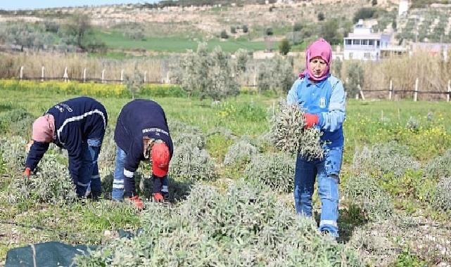 Didim Belediyesi’nden ‘Üreten Belediyecilik’ Uygulaması