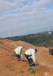 Gebze’de 4 bin 500 sedir ağacı toprakla buluştu