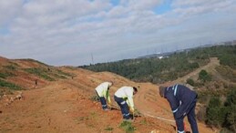 Gebze’de 4 bin 500 sedir ağacı toprakla buluştu