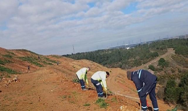 Gebze’de 4 bin 500 sedir ağacı toprakla buluştu
