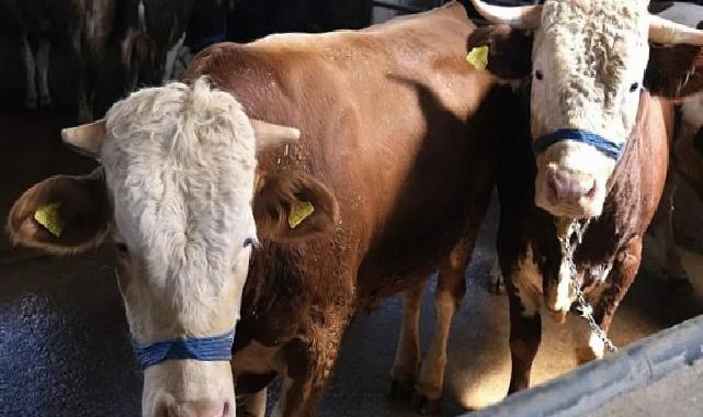 İnegöl Belediyesi Hayvan Pazarının Kotra İhale Tarihi Muhakkak Oldu