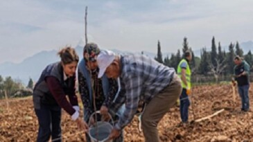 Kesilen cevizlerin yerine umut filizlendi