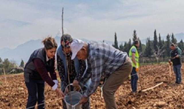 Kesilen cevizlerin yerine umut filizlendi