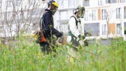 Osmangazi Yabani Otlardan Temizleniyor