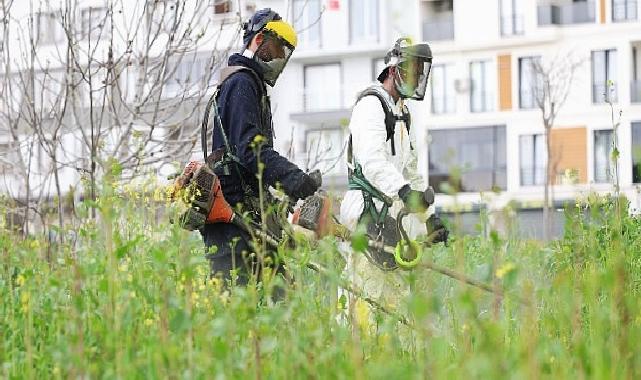 Osmangazi Yabani Otlardan Temizleniyor