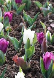 Osmangazi’de 2026 Yılında 470 Bin Çiçek Toprakla Buluşacak