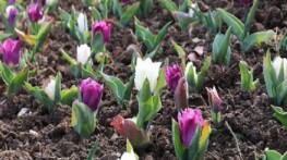 Osmangazi’de 2026 Yılında 470 Bin Çiçek Toprakla Buluşacak