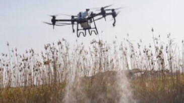 Sivrisinek ve zararlılara karşı İzmir modeli