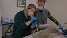 Yaralı Turna, Ormanya’da yaşama tutundu