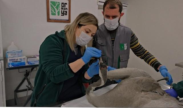 Yaralı Turna, Ormanya’da yaşama tutundu