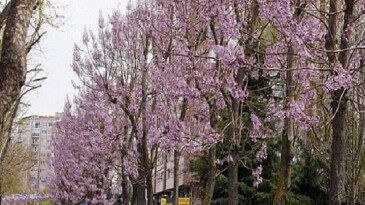 Beylikdüzü’nde Bahar Mesaisi Başladı