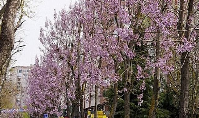 Beylikdüzü’nde Bahar Mesaisi Başladı