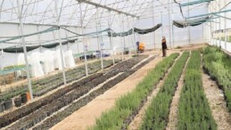 Büyükşehir’den Alanya’nın coğrafik işaretli keçiboynuzuna dayanak